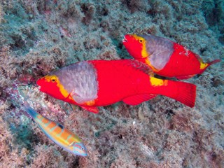area_marinaprotetta_sardegna_snorkeling.jpg