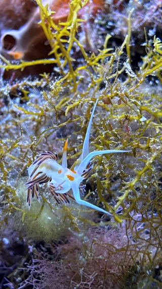 fauna_flora_marina_villasimius.jpg
