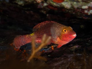 pesce_rosso_diving_domuincantada.jpg